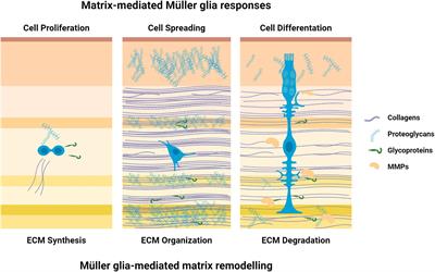 The mechanics of the retina: Müller glia role on retinal extracellular matrix and modelling